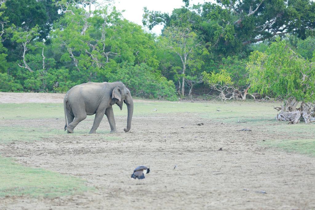 Shangri-Lanka Village ทิซซามาฮารามา ภายนอก รูปภาพ