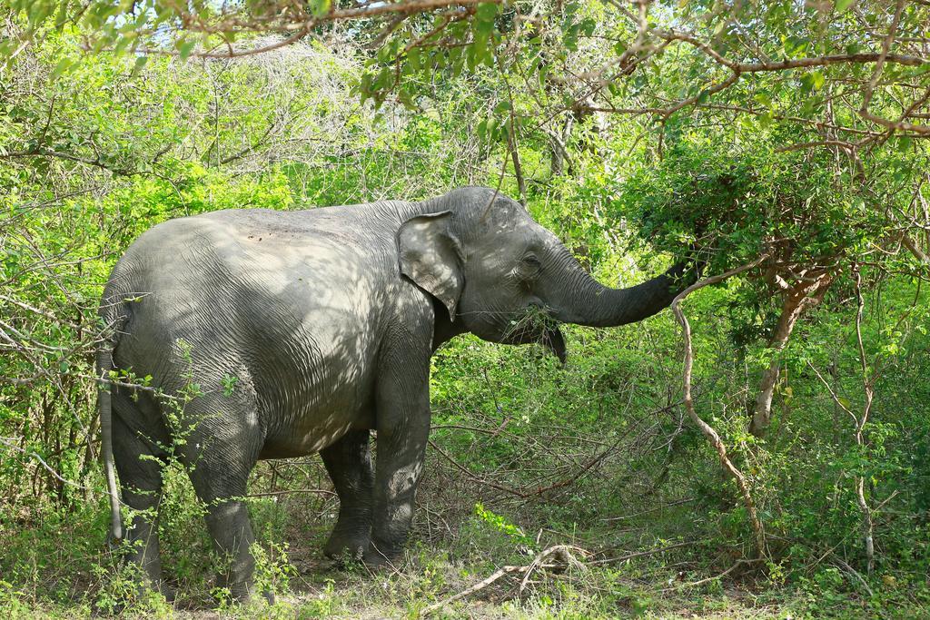 Shangri-Lanka Village ทิซซามาฮารามา ภายนอก รูปภาพ