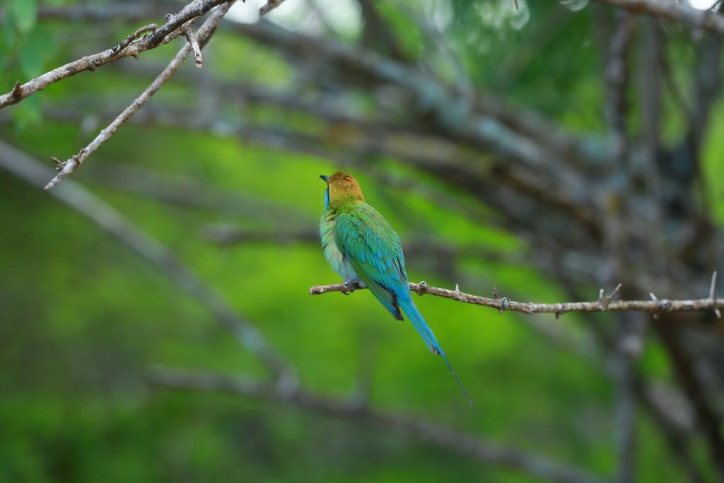 Shangri-Lanka Village ทิซซามาฮารามา ภายนอก รูปภาพ