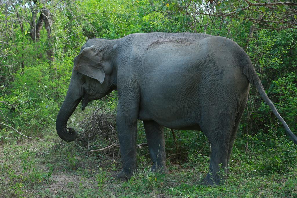 Shangri-Lanka Village ทิซซามาฮารามา ภายนอก รูปภาพ