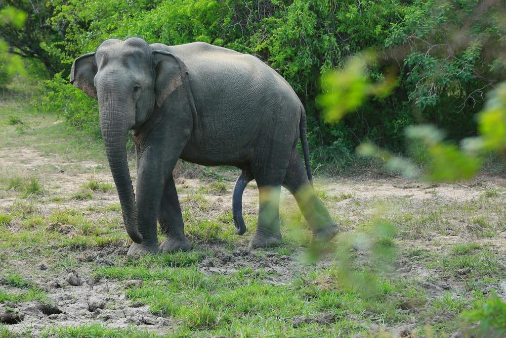 Shangri-Lanka Village ทิซซามาฮารามา ภายนอก รูปภาพ