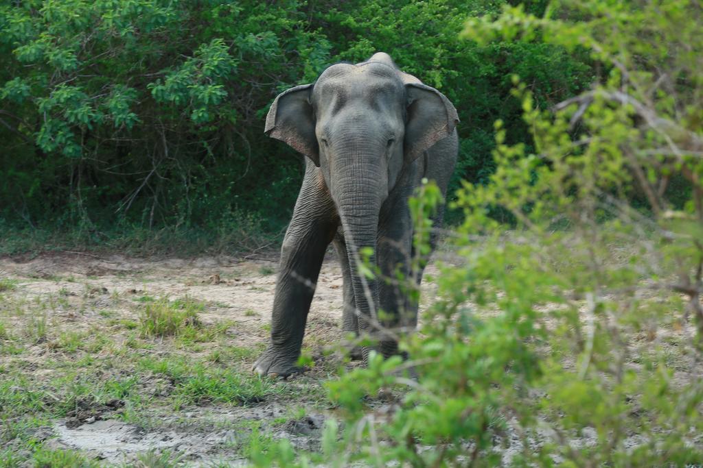 Shangri-Lanka Village ทิซซามาฮารามา ภายนอก รูปภาพ