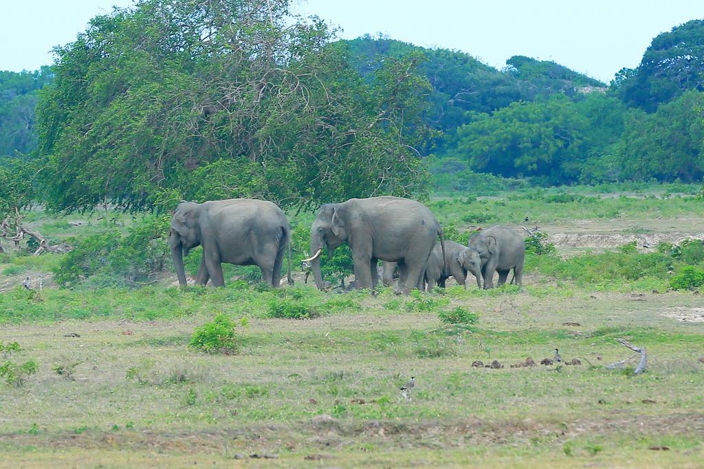 Shangri-Lanka Village ทิซซามาฮารามา ภายนอก รูปภาพ
