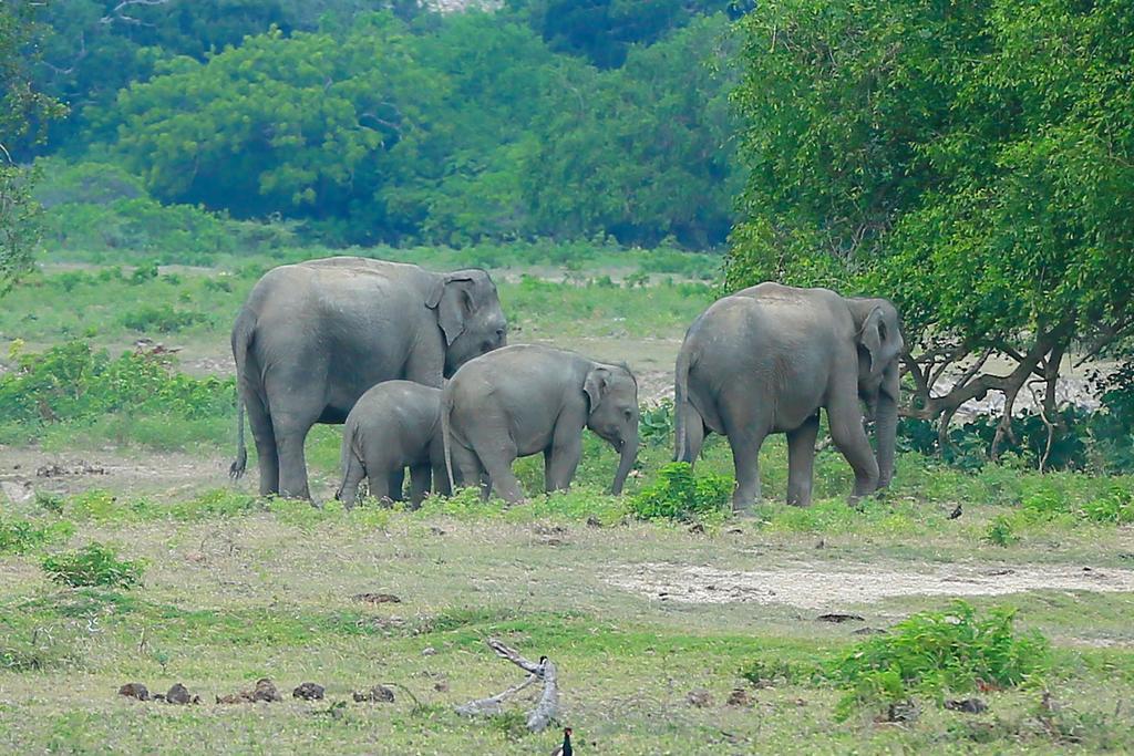 Shangri-Lanka Village ทิซซามาฮารามา ภายนอก รูปภาพ