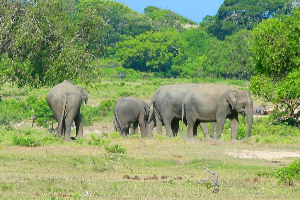 Shangri-Lanka Village ทิซซามาฮารามา ภายนอก รูปภาพ