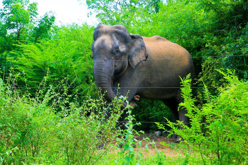 Shangri-Lanka Village ทิซซามาฮารามา ภายนอก รูปภาพ