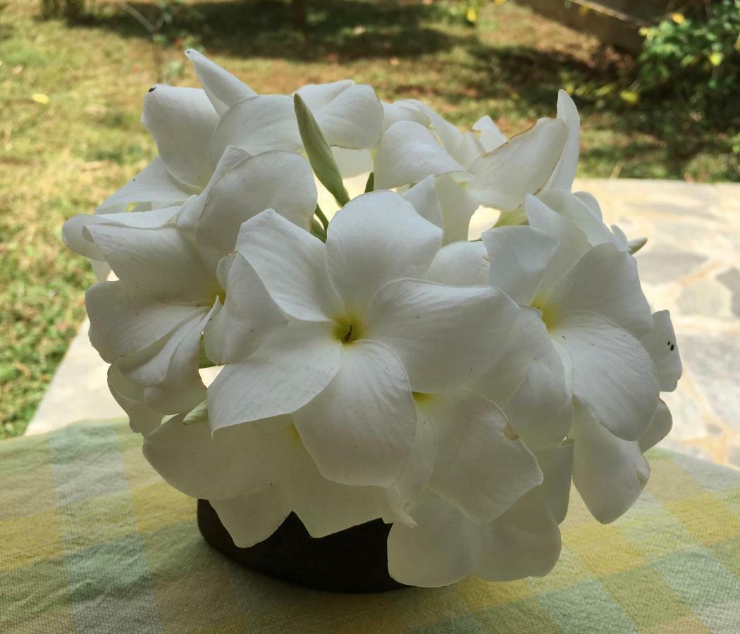 Shangri-Lanka Village ทิซซามาฮารามา ภายนอก รูปภาพ